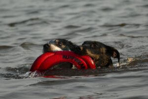 Hundeschwimmweste | Rettungsweste für Hunde